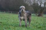 IRISH WOLFHOUND 244